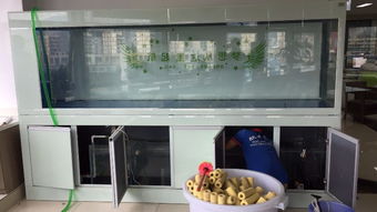 圖 專業(yè)師傅清洗魚(yú)缸 從事二十年的水族公司 深圳寵物服務(wù)